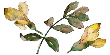 Akasya izole bir suluboya tarzında bırakır.