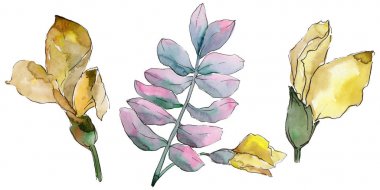 Akasya izole bir suluboya tarzında bırakır.