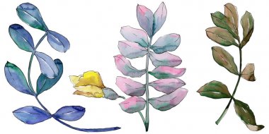 Akasya izole bir suluboya tarzında bırakır.