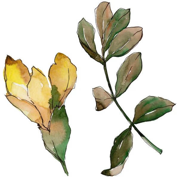 Akasya izole bir suluboya tarzında bırakır.