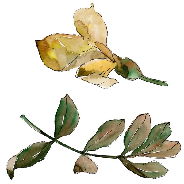 Akasya izole bir suluboya tarzında bırakır.