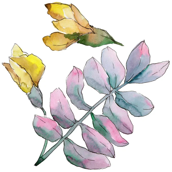 Akasya izole bir suluboya tarzında bırakır.