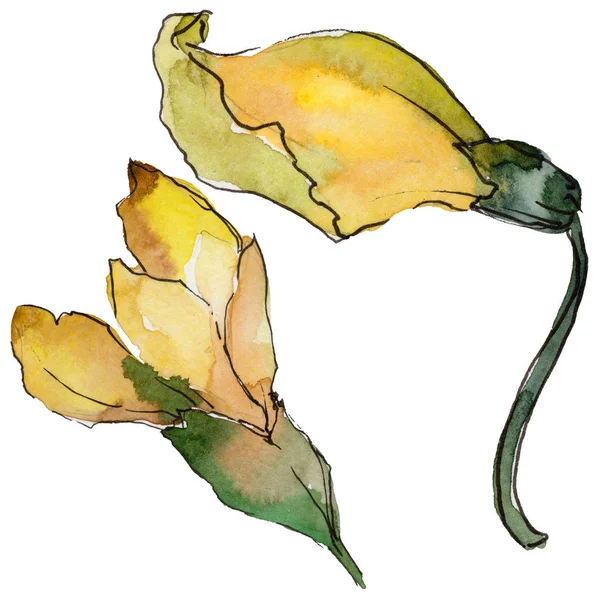 Acacia flower in a watercolor style isolated. — Stock Photo, Image