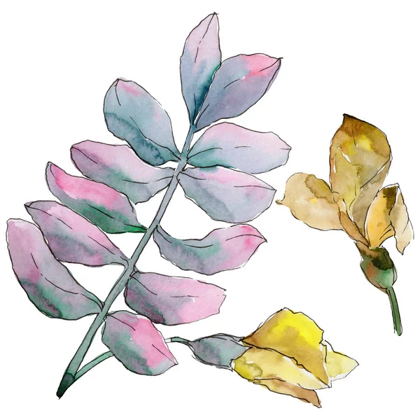 Akasya izole bir suluboya tarzında bırakır.