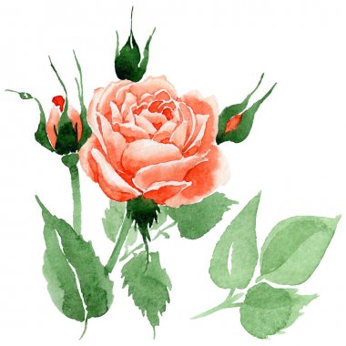 Kır çiçeği gül çiçek izole bir suluboya tarzında.