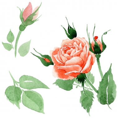 Kır çiçeği gül çiçek izole bir suluboya tarzında.