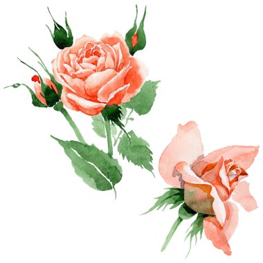 Kır çiçeği gül çiçek izole bir suluboya tarzında.