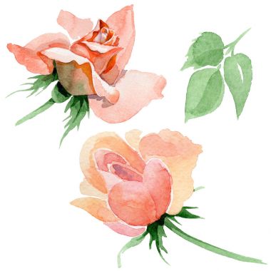 Kır çiçeği gül çiçek izole bir suluboya tarzında.