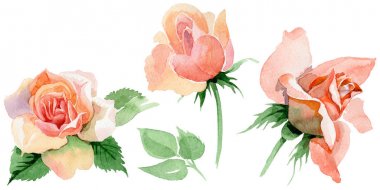 Kır çiçeği gül çiçek izole bir suluboya tarzında.