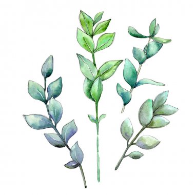 Şimşir izole bir suluboya tarzında bırakır.