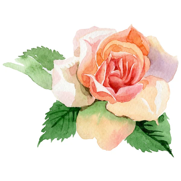 Wildflower rose flower in a watercolor style isolated. — Stock Photo, Image