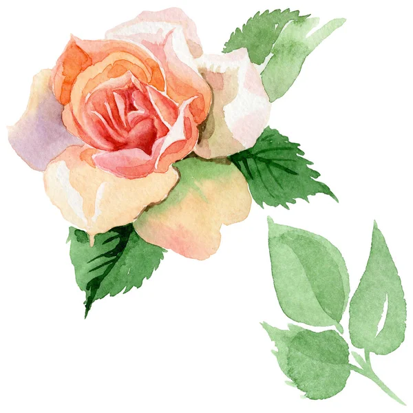 Wildflower rose flower in a watercolor style isolated. — Stock Photo, Image