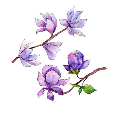 Kır çiçeği Manolya çiçek izole bir suluboya tarzında.