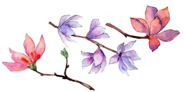 Kır çiçeği Manolya çiçek izole bir suluboya tarzında.