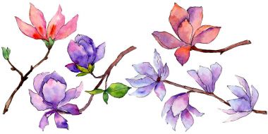 Kır çiçeği Manolya çiçek izole bir suluboya tarzında.