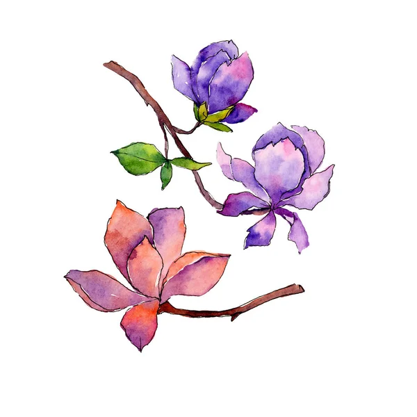 Wildflower magnolia blomma i akvarell stil isolerade. — Stockfoto