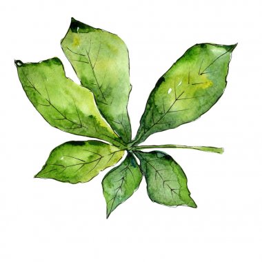 Kestane izole bir suluboya tarzında bırakır.