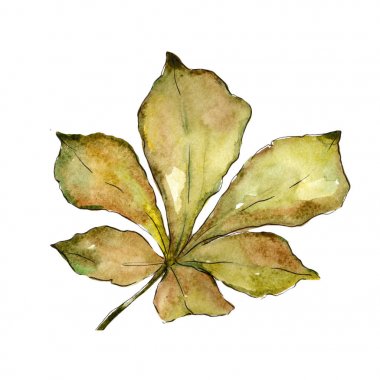 Kestane izole bir suluboya tarzında bırakır.