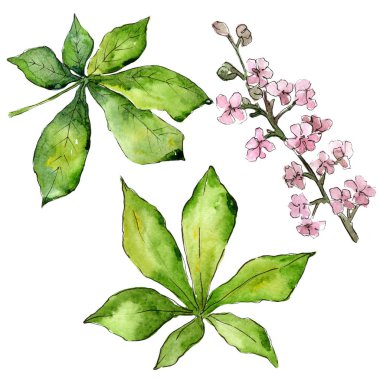 Kestane izole bir suluboya tarzında bırakır.