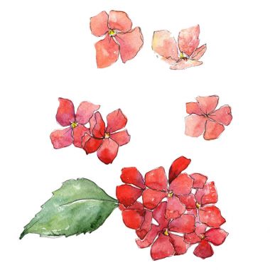 Kır çiçeği ortanca çiçek izole bir suluboya tarzında.