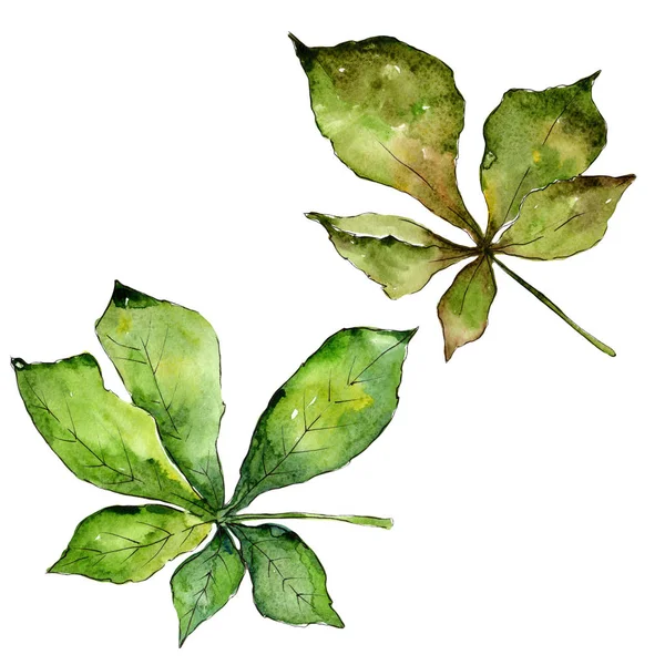 Φύλλα καστανιάς σε στυλ υδροχρώματος απομονωμένες. — Φωτογραφία Αρχείου