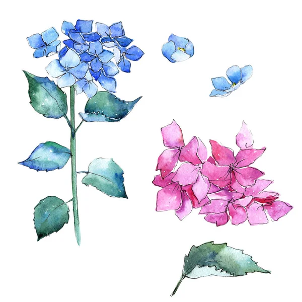 Цветок Гидрангеи в акварельном стиле изолирован . — стоковое фото
