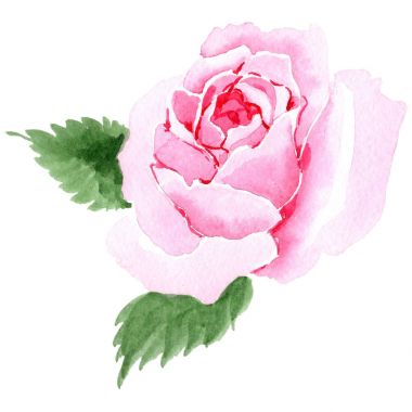 Kır çiçeği tea gül çiçek izole bir suluboya tarzında.