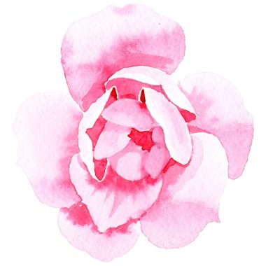 Kır çiçeği tea gül çiçek izole bir suluboya tarzında.