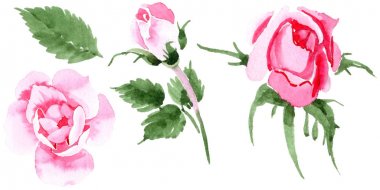 Kır çiçeği tea gül çiçek izole bir suluboya tarzında.