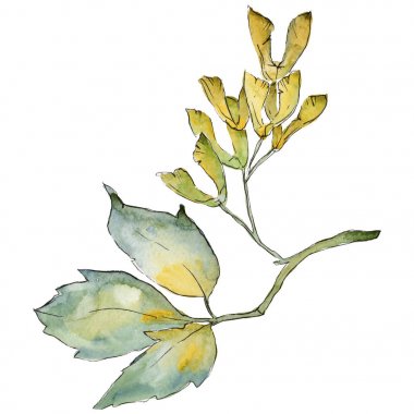 Akçaağaç yaprakları izole bir suluboya tarzında.