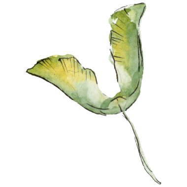 Akçaağaç yaprakları izole bir suluboya tarzında.