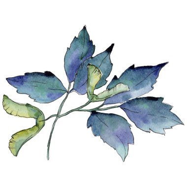 Akçaağaç yaprakları izole bir suluboya tarzında.