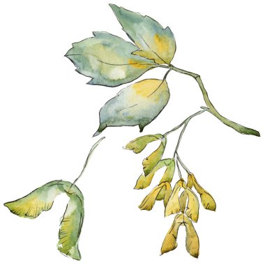 Akçaağaç yaprakları izole bir suluboya tarzında.