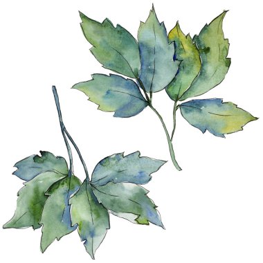 Akçaağaç yaprakları izole bir suluboya tarzında.