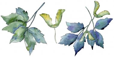 Akçaağaç yaprakları izole bir suluboya tarzında.