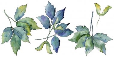 Akçaağaç yaprakları izole bir suluboya tarzında.