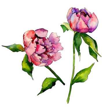 Kır çiçeği Şakayık çiçeği izole bir suluboya tarzında.