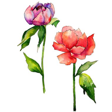 Kır çiçeği Şakayık çiçeği izole bir suluboya tarzında.