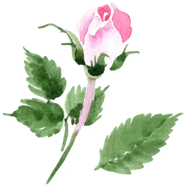 Дика квітка чайної троянди в акварельному стилі ізольовані . — стокове фото