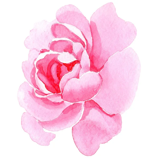 Teh bunga liar bunga mawar dalam gaya cat air terisolasi . — Stok Foto