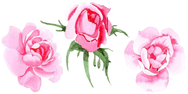 Fleurs sauvages thé rose fleur dans un style aquarelle isolé . — Photo