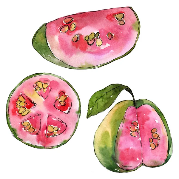 Exotic guava wild fruit in a watercolor style isolated. — Stock Photo, Image