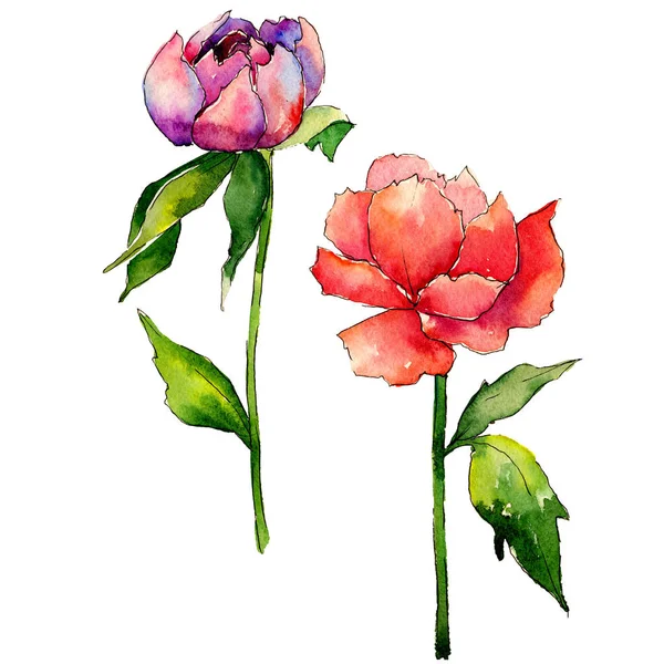 Kır çiçeği Şakayık çiçeği izole bir suluboya tarzında.