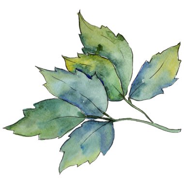 Akçaağaç yaprakları izole bir suluboya tarzında.