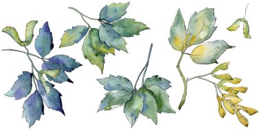 Akçaağaç yaprakları izole bir suluboya tarzında.