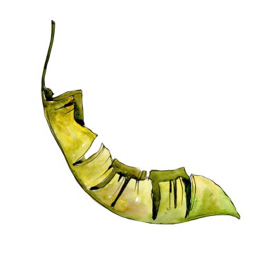 Tropikal yaprak suluboya tarzında izole.