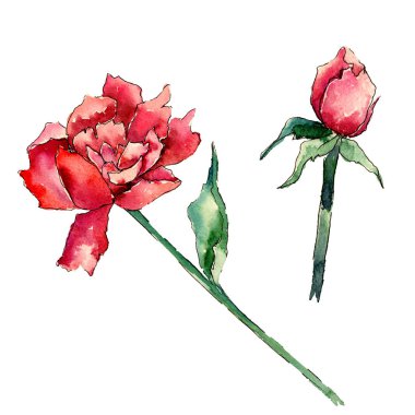 Kır çiçeği Şakayık çiçeği izole bir suluboya tarzında.