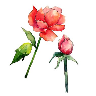 Kır çiçeği Şakayık çiçeği izole bir suluboya tarzında.