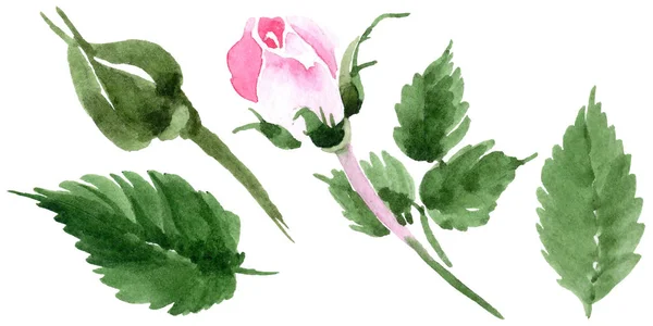 Wildblume Tee Rose Blume in einem Aquarell-Stil isoliert. — Stockfoto