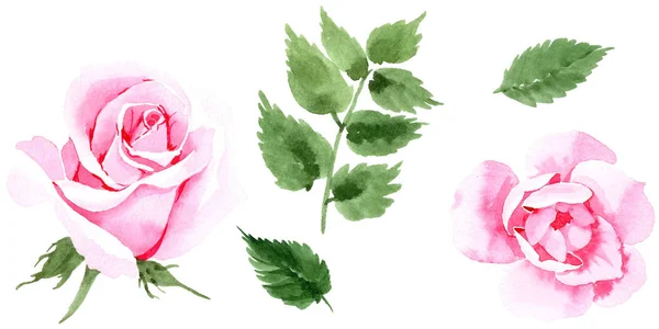 Fleurs sauvages thé rose fleur dans un style aquarelle isolé . — Photo